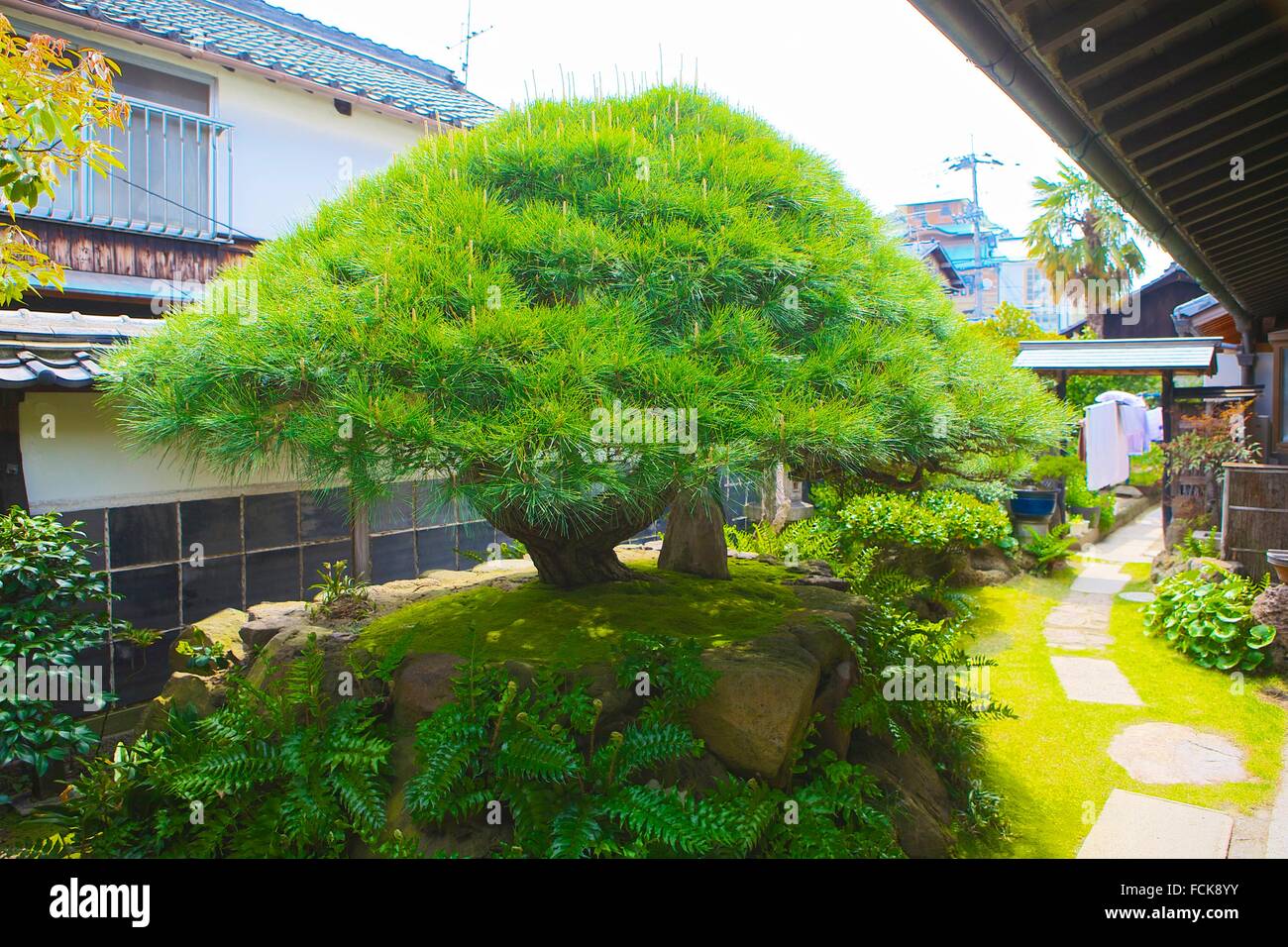 Riesen-Bonsai-Baum - Private. Kyoto. Japan Stockfotografie - Alamy