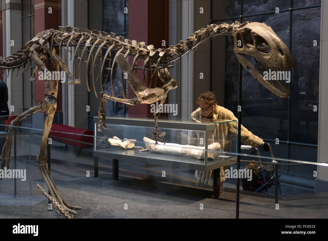 Berlin, deutsche Stadt, Deutschland. Museum fur Naturkunde, Naturkundemuseum, Museum of Natural History mit Besucher, Menschen, Frau Stockfoto
