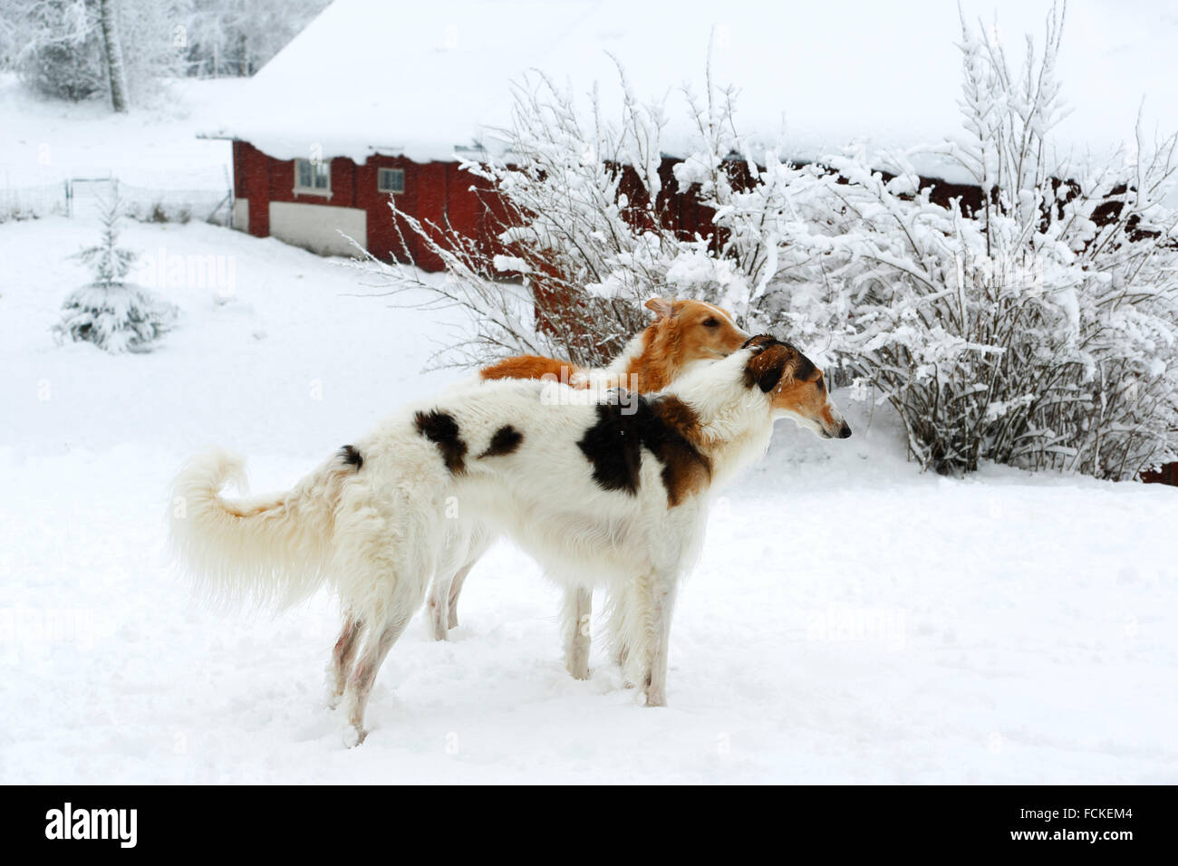 riesige Barsoi Anblick-Hunde im winter Stockfoto