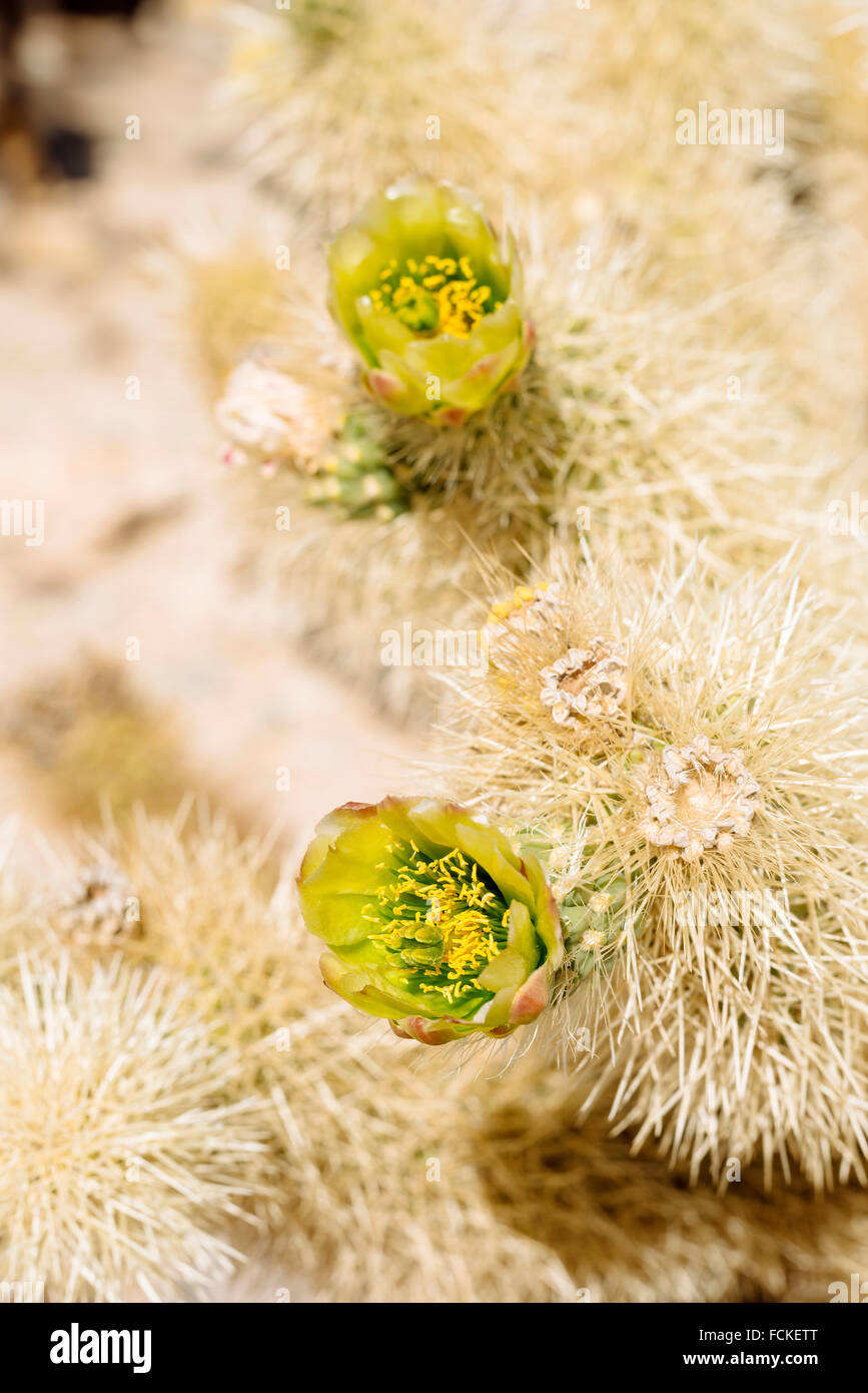 Teddybär Cholla Cactus (Cylindropuntia Bigelovii) in Cholla Cactus Garden, Joshua Tree Nationalpark, Kalifornien Stockfoto