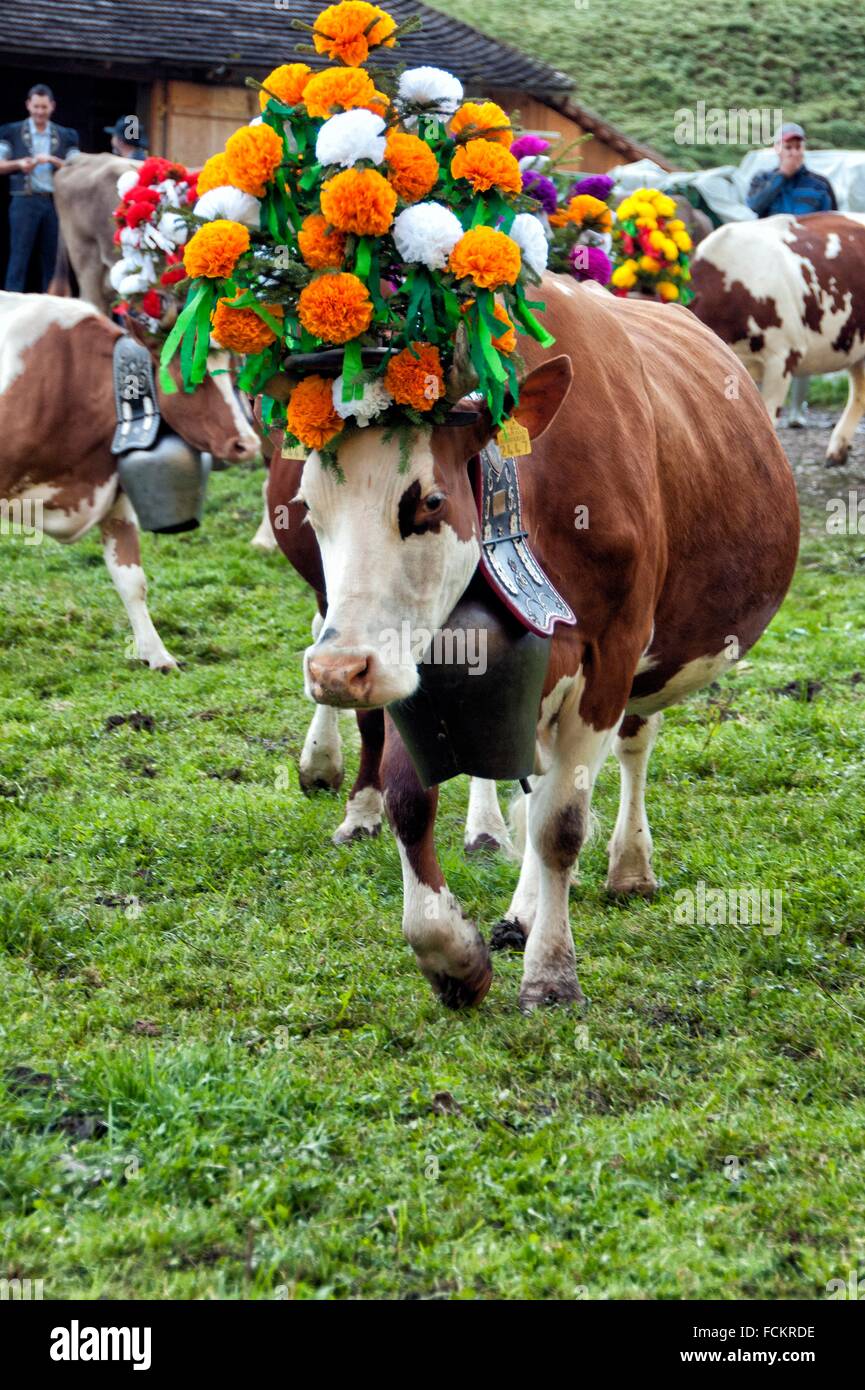 Schweizer Kuh mit Blumen geschmückt und riesige Glocke, Desalpes Zeremonie  - Kühe zurück von Almen für den Winter Stockfotografie - Alamy