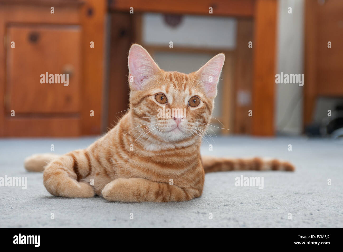 Katze mit Pfoten unter Brust versteckt nachschlagen Stockfoto