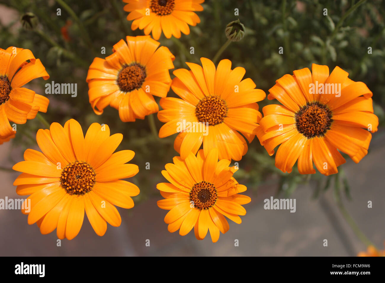 Dimophotheca Sinuata, Orange Namaqualand Daisy, beliebtes Garten Zier Kraut mit gezahnten Blättern und orangefarbenen Blütenköpfe Stockfoto