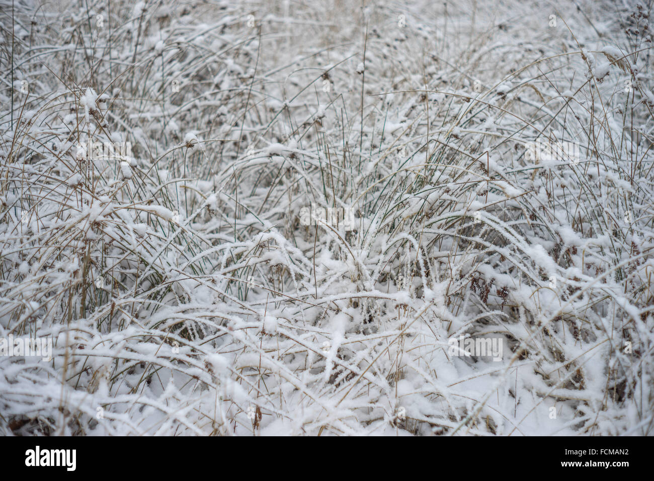 Verdorrten Rasen mit reinen Neuschnee bedeckt Stockfoto