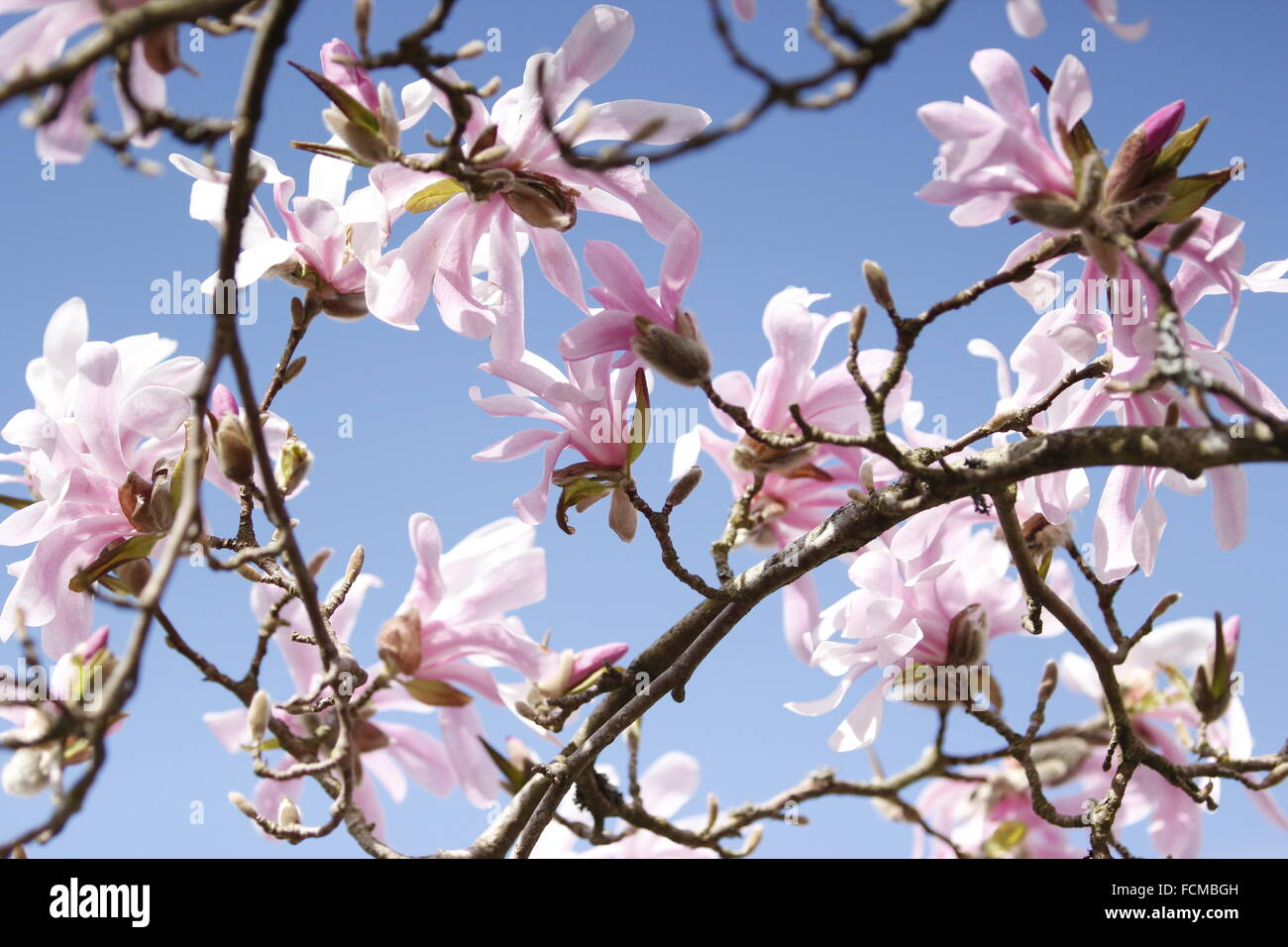 Berauschenden Duft der Magnolie Stockfoto