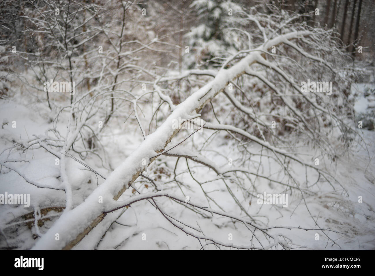 Zweige mit reinen frischen weißen Schnee bedeckt Stockfoto
