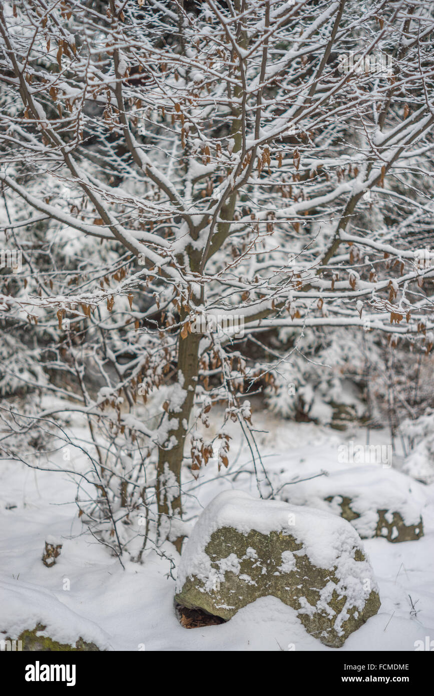 Zweige mit reinen frischen weißen Schnee bedeckt Stockfoto
