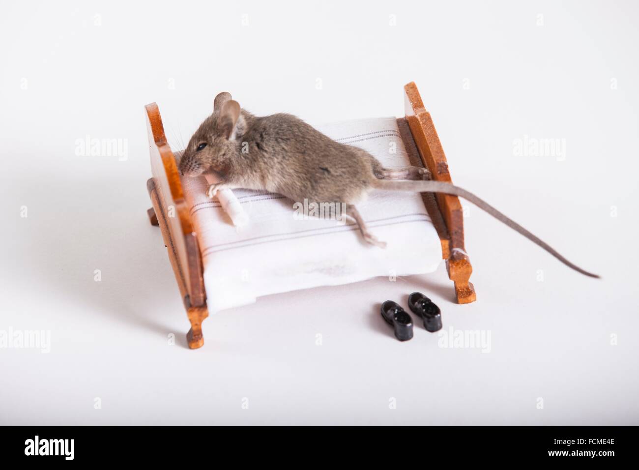 Maus auf einem Bett zu schlafen Stockfotografie - Alamy
