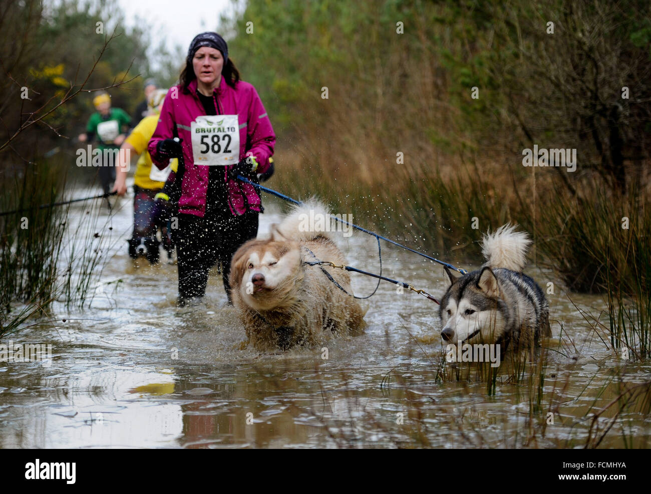 Aldershot, Hants, UK. 23. Januar 2016. Teilnehmer durch die überfluteten Ströme der nur 10km Canicross Rennen im langen Tal Aldershot Hampshire mit, damit das Eis wie die brutalen Frauen kämpfen dort Weg rund um den Kurs.  Das aktuelle Wetter machte die brutale 10km off Road-Parcours Leben bis zu seinem Namen als den Pfützen und Bächen wo bis zu Abfall Höhe an vielen Orten mit frühen Läufer um das Eis zu brechen, wie sie das Wasser eingegeben haben.  Bildnachweis: PBWPIX/Alamy Live-Nachrichten Stockfoto