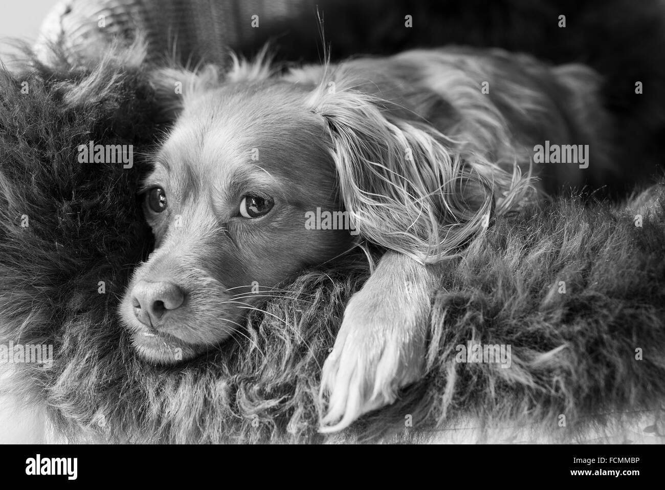 Spaniel gemischte Rasse Hund ruht und posiert auf einem flauschigen Schaffell-Teppich Stockfoto