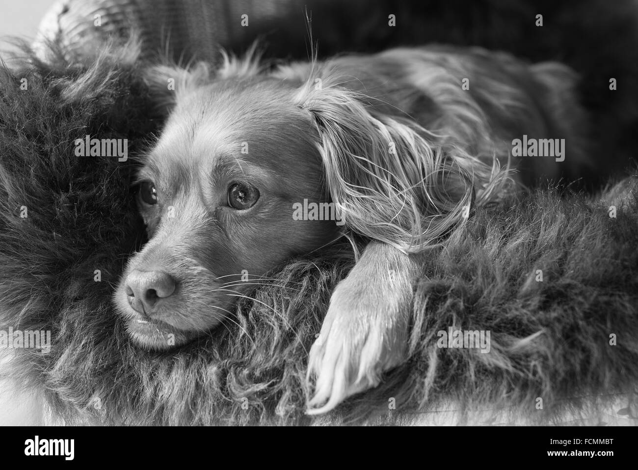Spaniel gemischte Rasse Hund ruht und posiert auf einem flauschigen Schaffell-Teppich Stockfoto