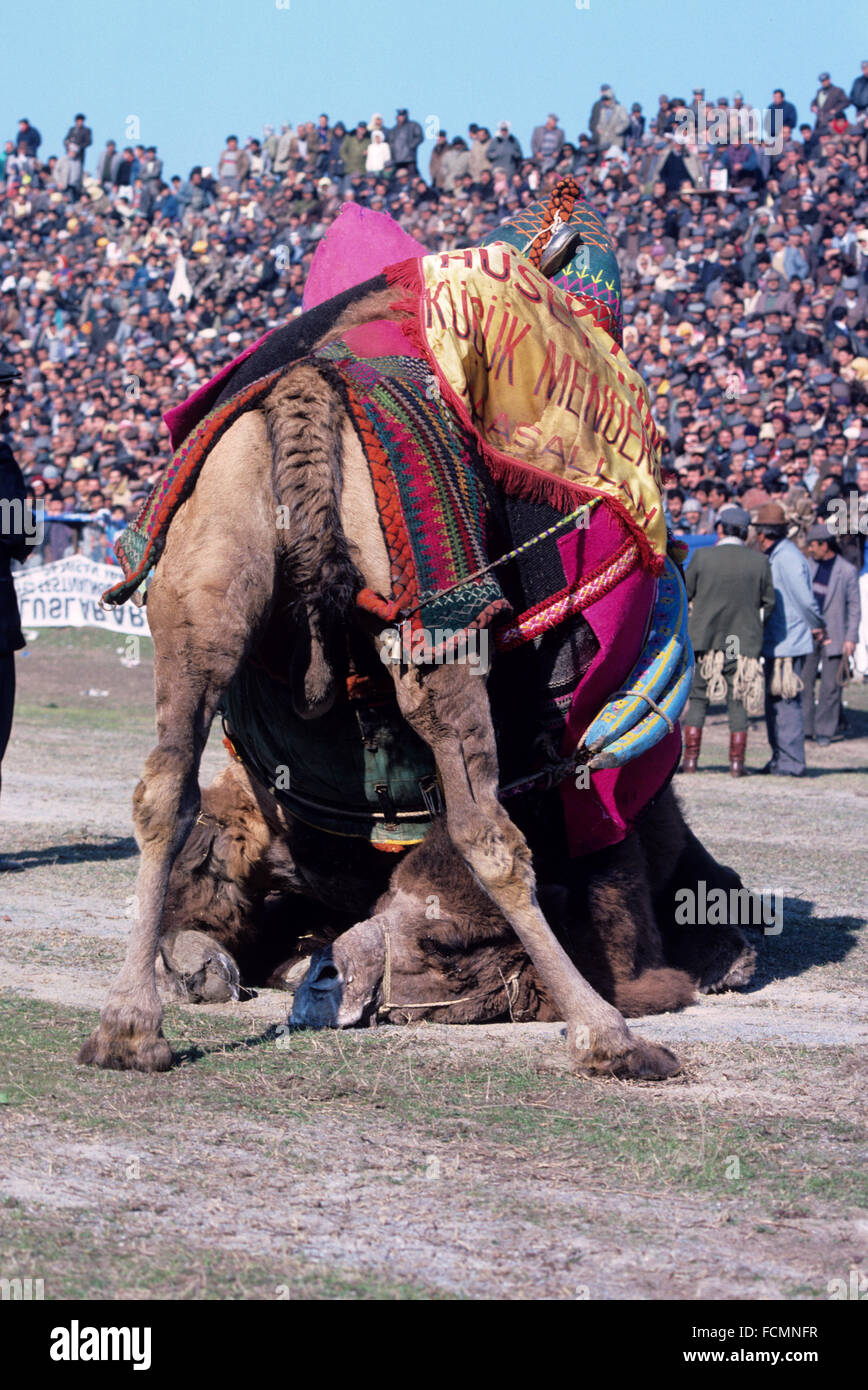 Kamele bei der jährlichen Camel Wrestling Championship Wrestling veranstaltet im antiken Stadion Selcuk Ephesus-Türkei Stockfoto