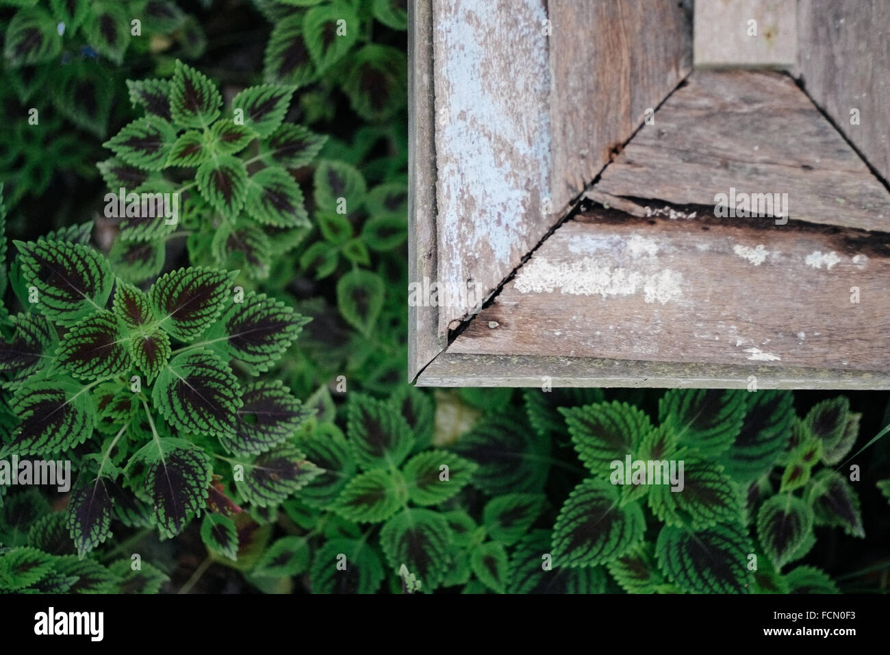Grüne Blätter und Holz Dach im Garten Stockfoto