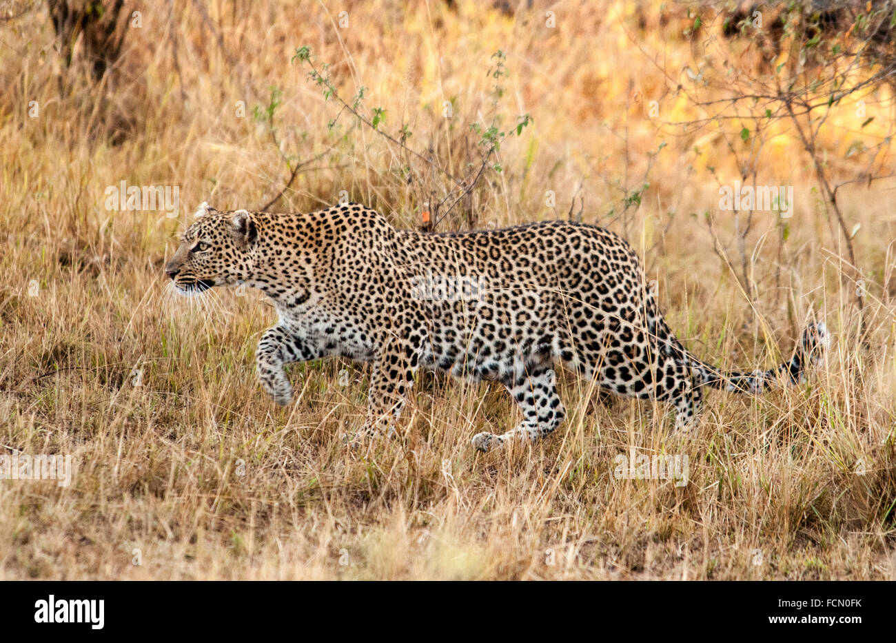 Einsame Erwachsene, wilden afrikanischen Leoparden Panthera Pardus, Profil, stalking, Jagd, Masai Mara, Kenia, Ostafrika Stockfoto