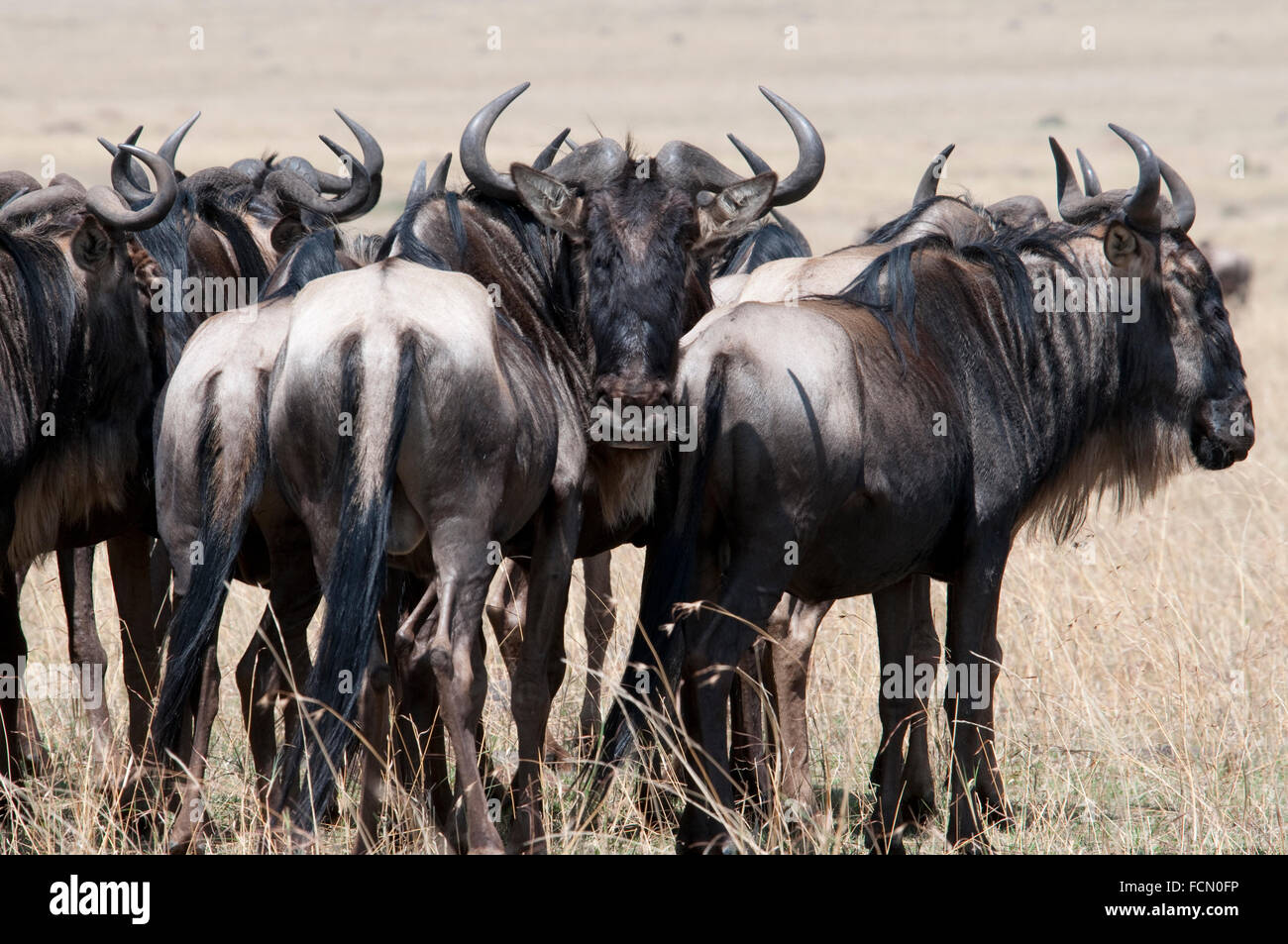 Gruppe Erwachsener Gnus Connochaetes taurinus, Masai Mara National Reserve, Kenia, Ostafrika Stockfoto