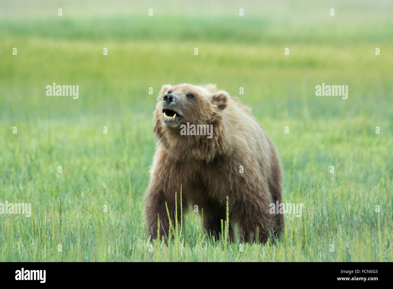Einsame Wildnis Erwachsenen Grizzly Bär, Ursus Arctos, Lake-Clark-Nationalpark, Alaska, USA Stockfoto