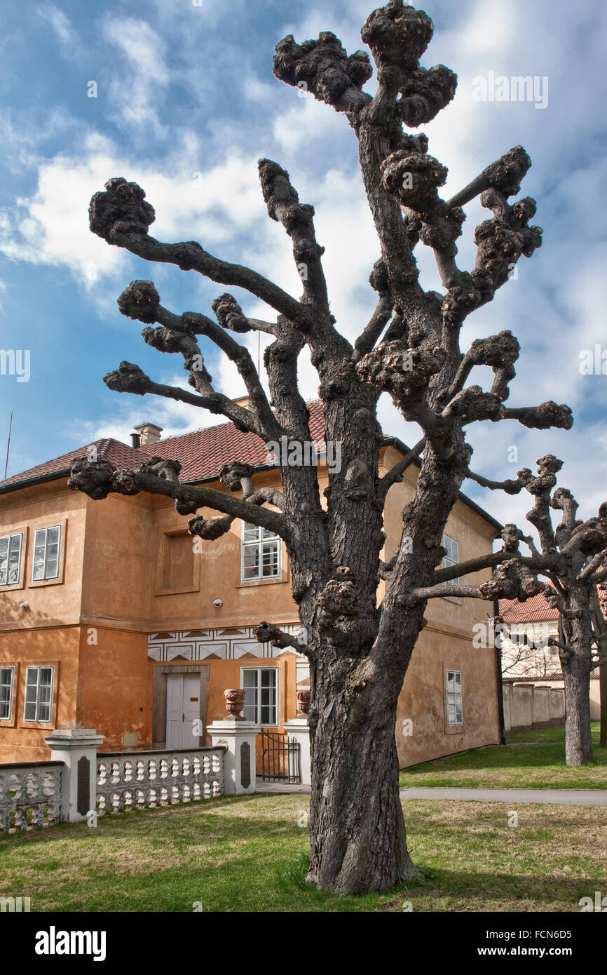 Die Prager Burg. Royal Garden im Frühjahr. Rosskastanie Baum. Stockfoto