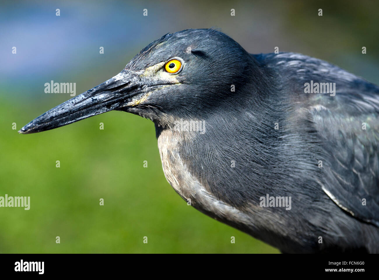 Galapagos Lava Reiher Butorides Sundevalli James Bay Santiago Insel Galapagosinseln Ecuador Stockfoto