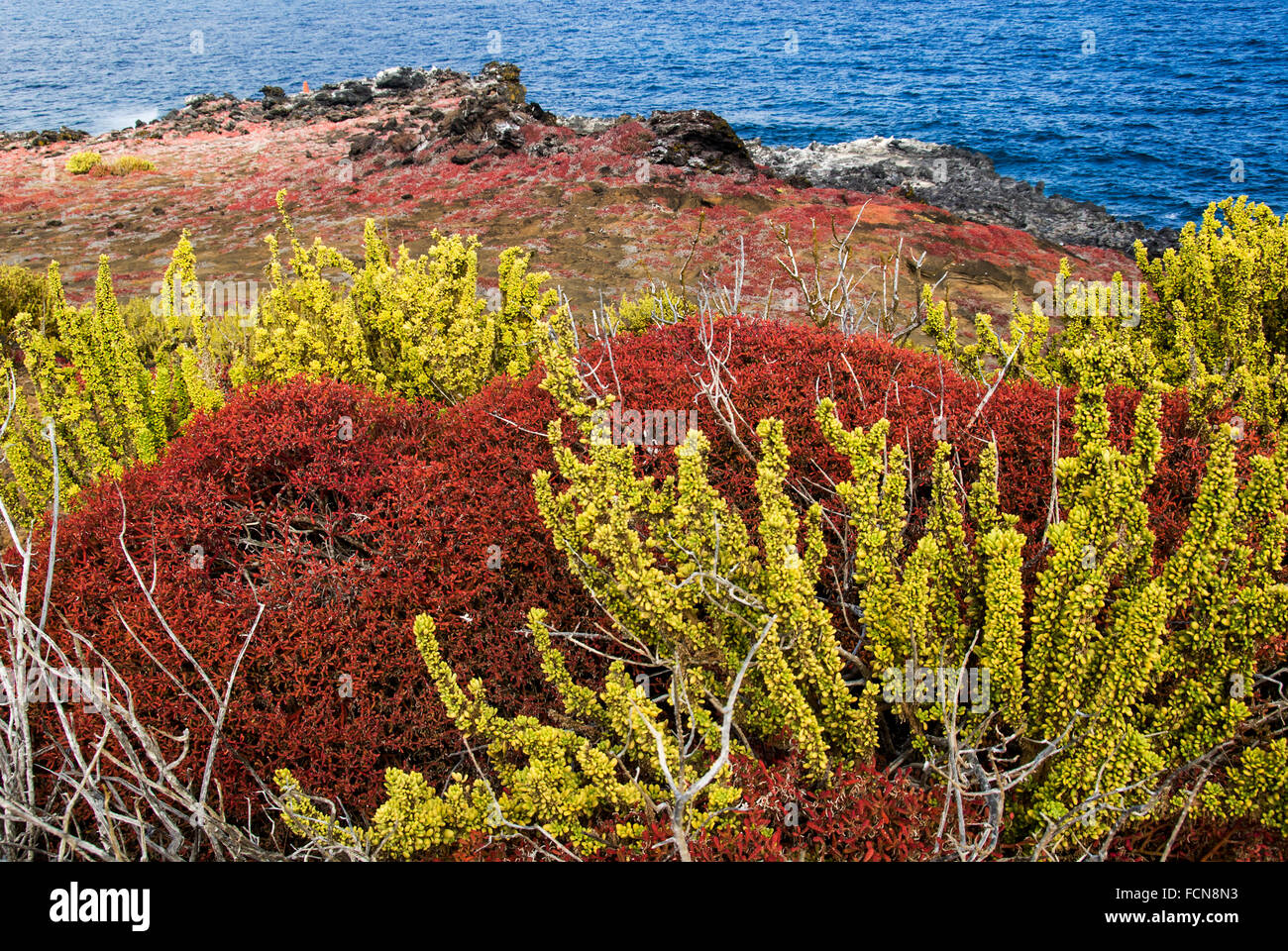 Wunderbare Landschaft Punta Pitt Cristol Insel San Galapagos Inseln Ecuador Stockfoto