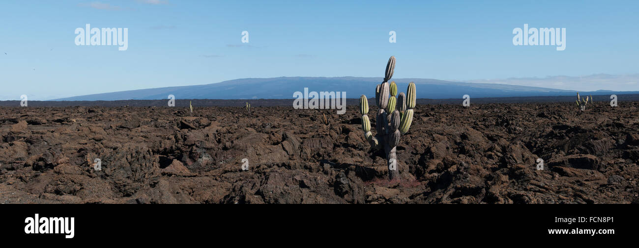 Kandelaber Kaktus Jasminocereus Thouarsii Punta Moreno Insel Isabela Galapagosinseln Ecuador Stockfoto