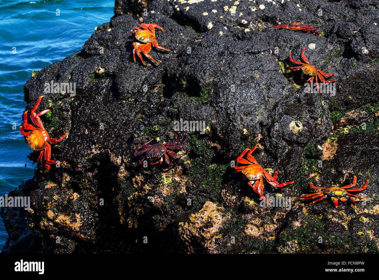 Sally Lightfoot Krabben Grapsus Grapsus James Bay Santiago Insel Galapagosinseln Ecuador Stockfoto