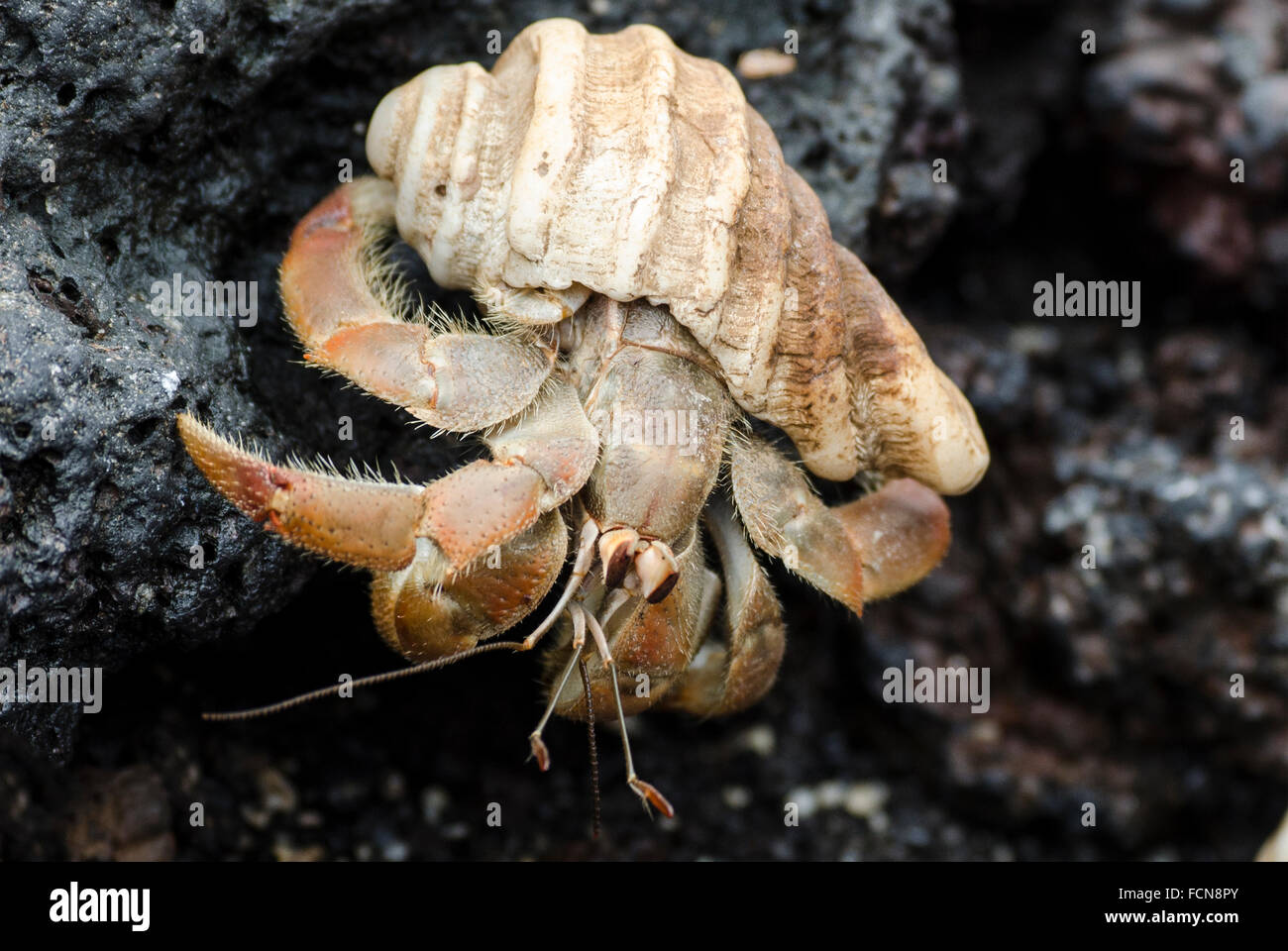 Semi-terrestrische Einsiedlerkrebs Coenobita Compressa Insel Isabela Galapagosinseln Ecuador Stockfoto