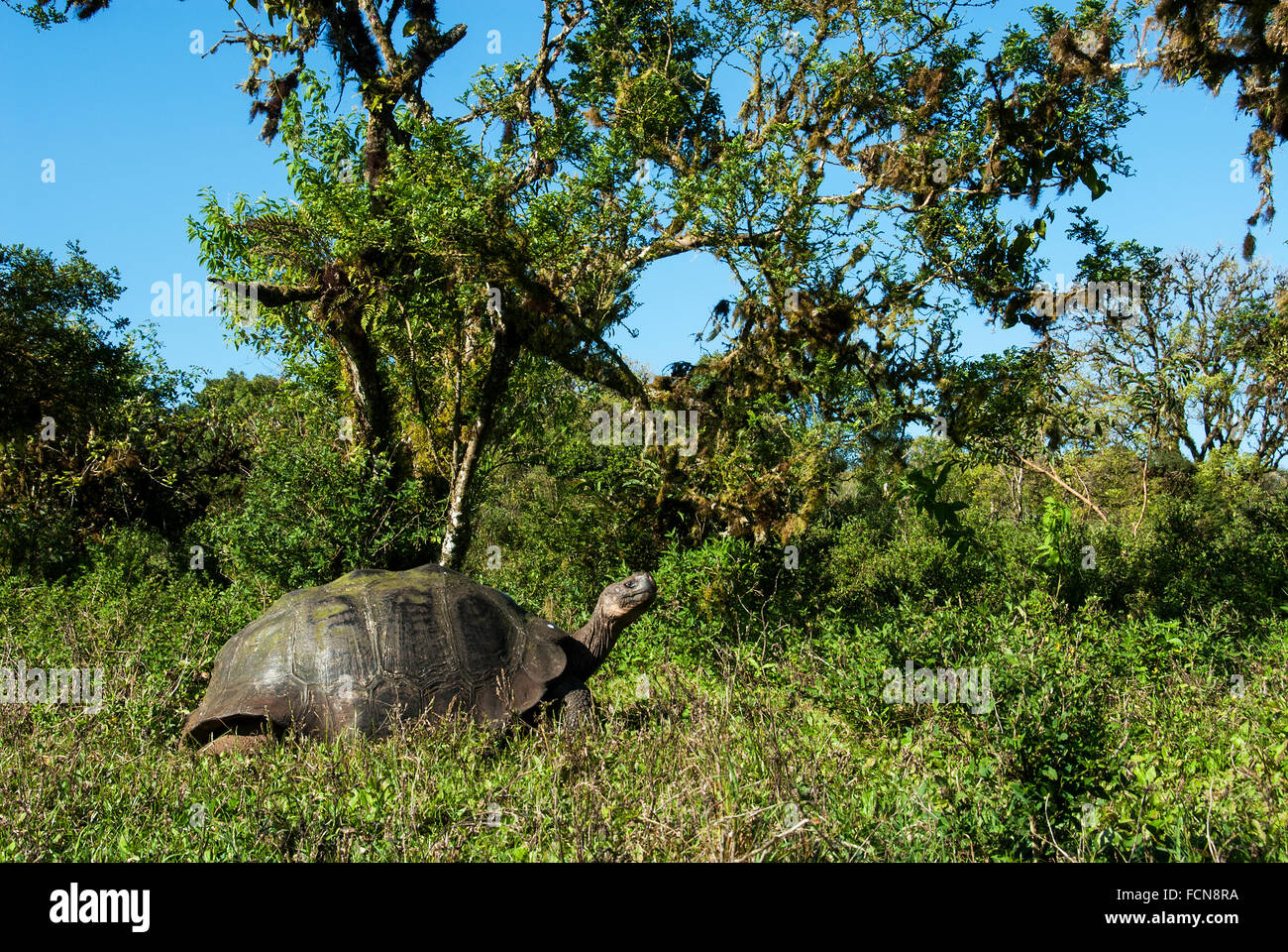 Galapagos Giant Tortoise Chelonoidis Nigra Porteri Insel Santa Cruz Galapagosinseln Ecuador Stockfoto