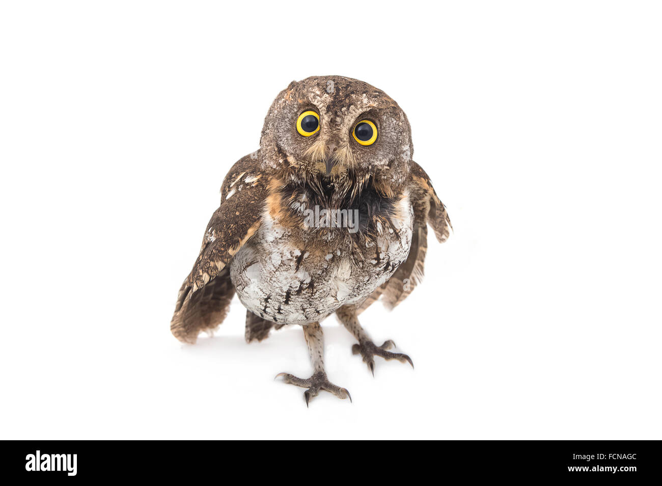 Orientalische Zwergohreule-Eule isoliert auf weißem Hintergrund Stockfoto