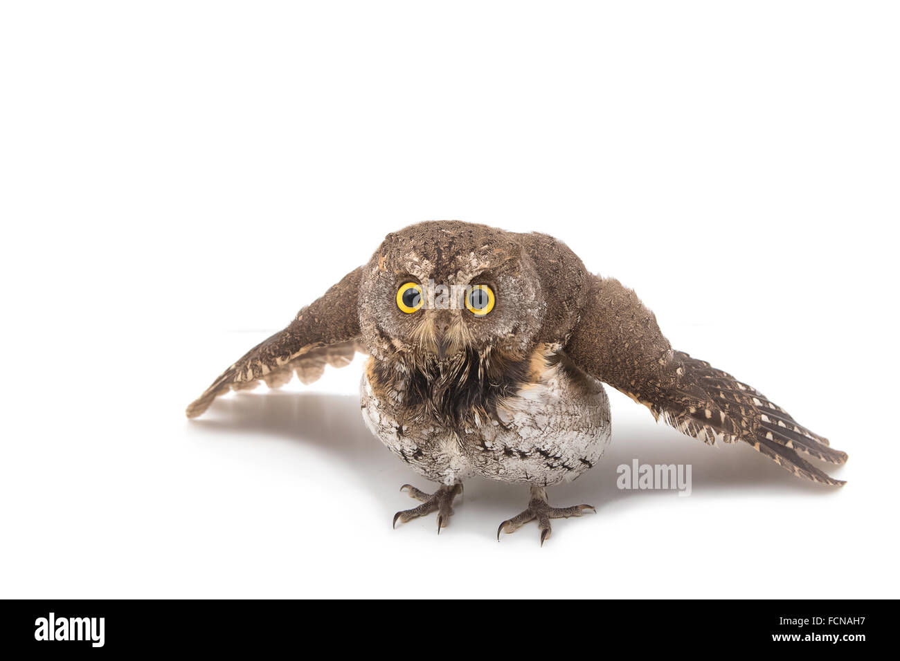 Orientalische Zwergohreule Eule isoliert auf weißem Hintergrund Stockfoto