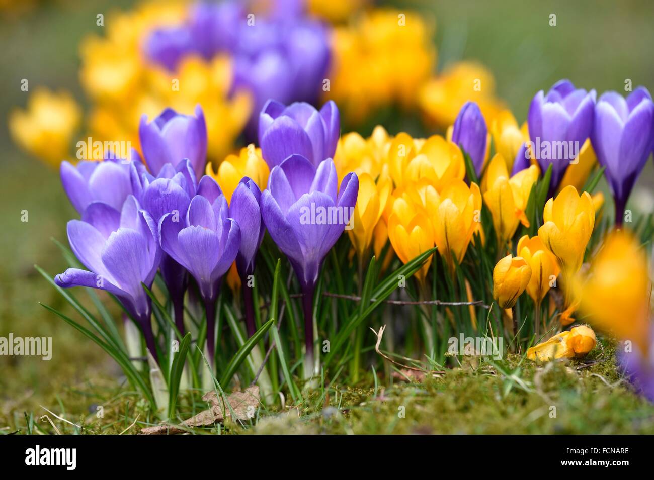 Frühlings-Krokus oder riesige Krokus (Crocus Sorten) bunte Blüte im Frühjahr. Stockfoto