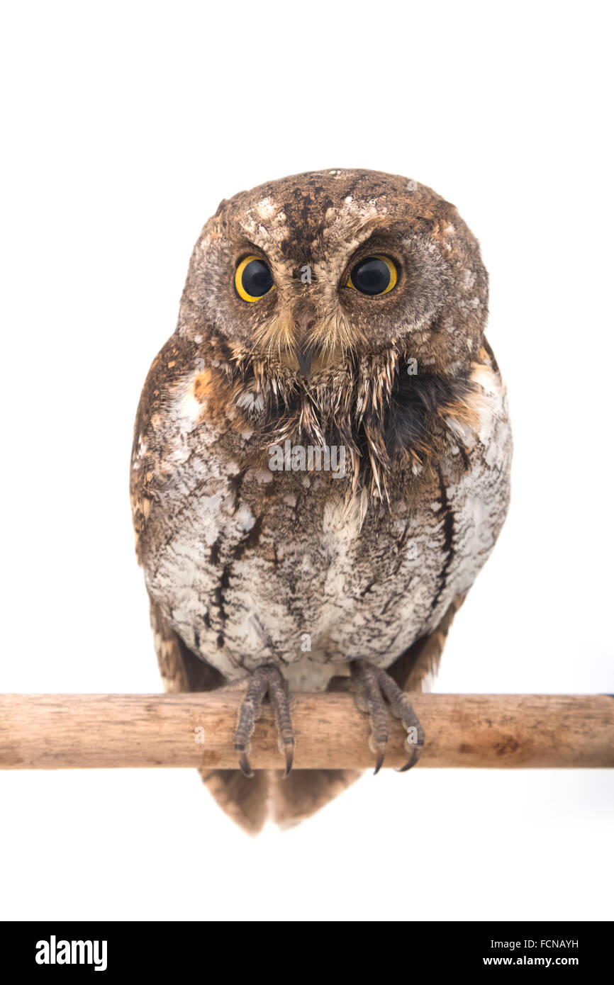 Orientalische Zwergohreule-Eule isoliert auf weißem Hintergrund Stockfoto
