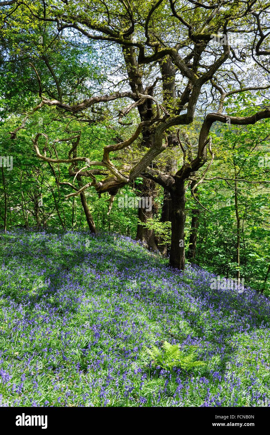 Glockenblumen unter alten Eiche Bäume in einem Frühling Waldgebiet. Stockfoto
