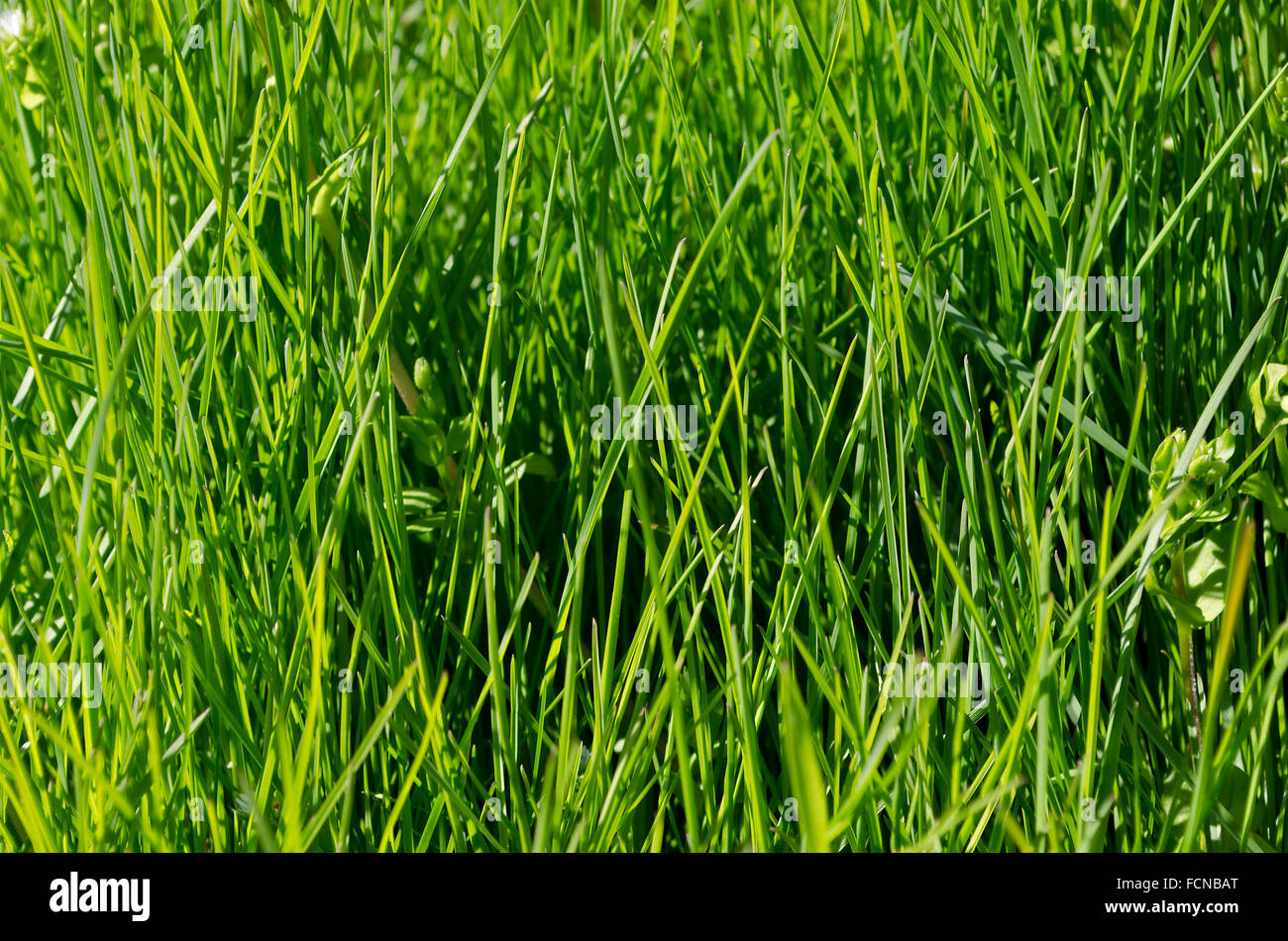 Lebendige Grasgrün Nahaufnahme mit DOF Fokus Stockfoto