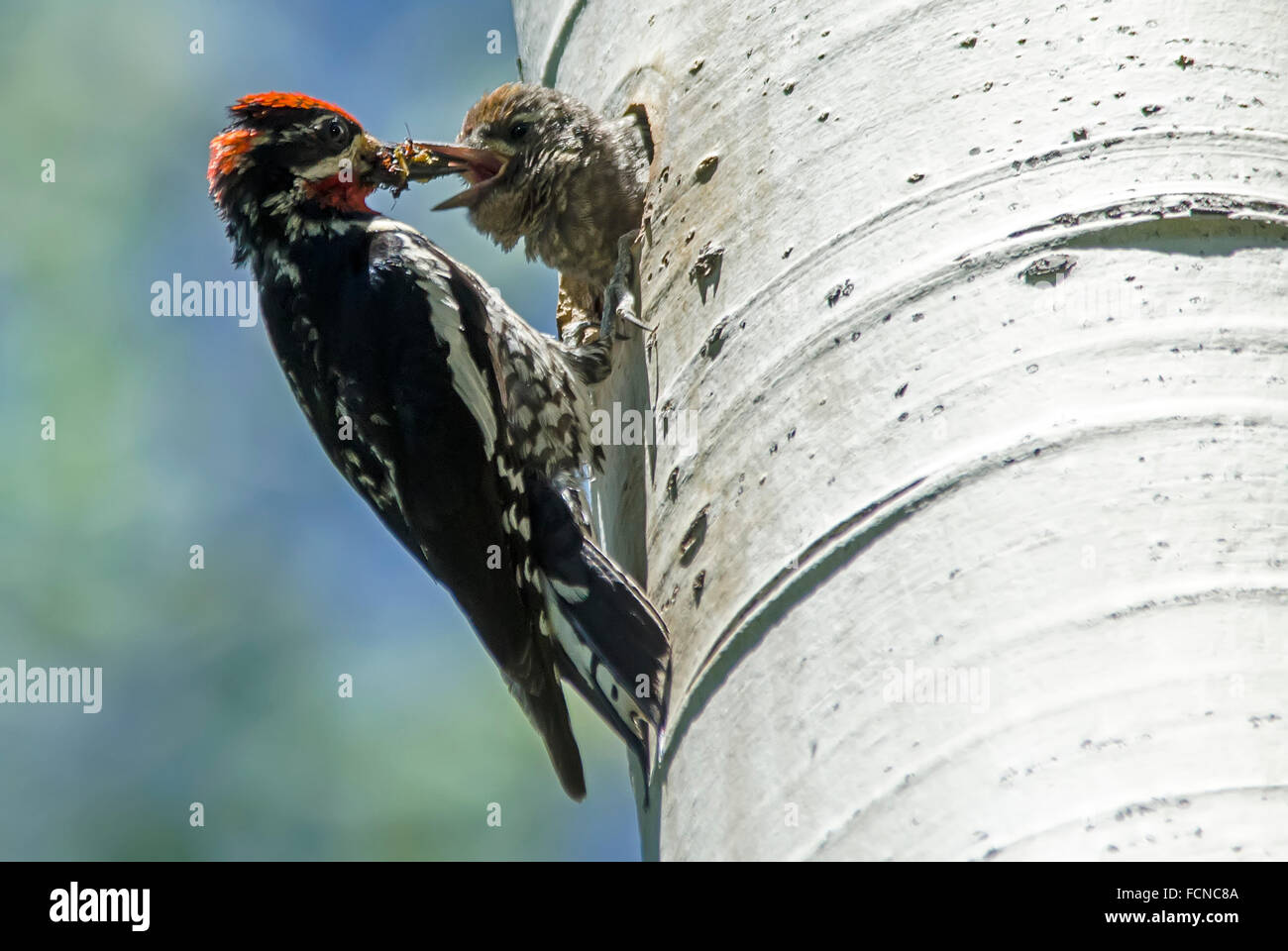 Rot-Himalaja-im Sphyrapicus Nuchalis Fütterung Küken Uinta Mountains Utah USA Stockfoto