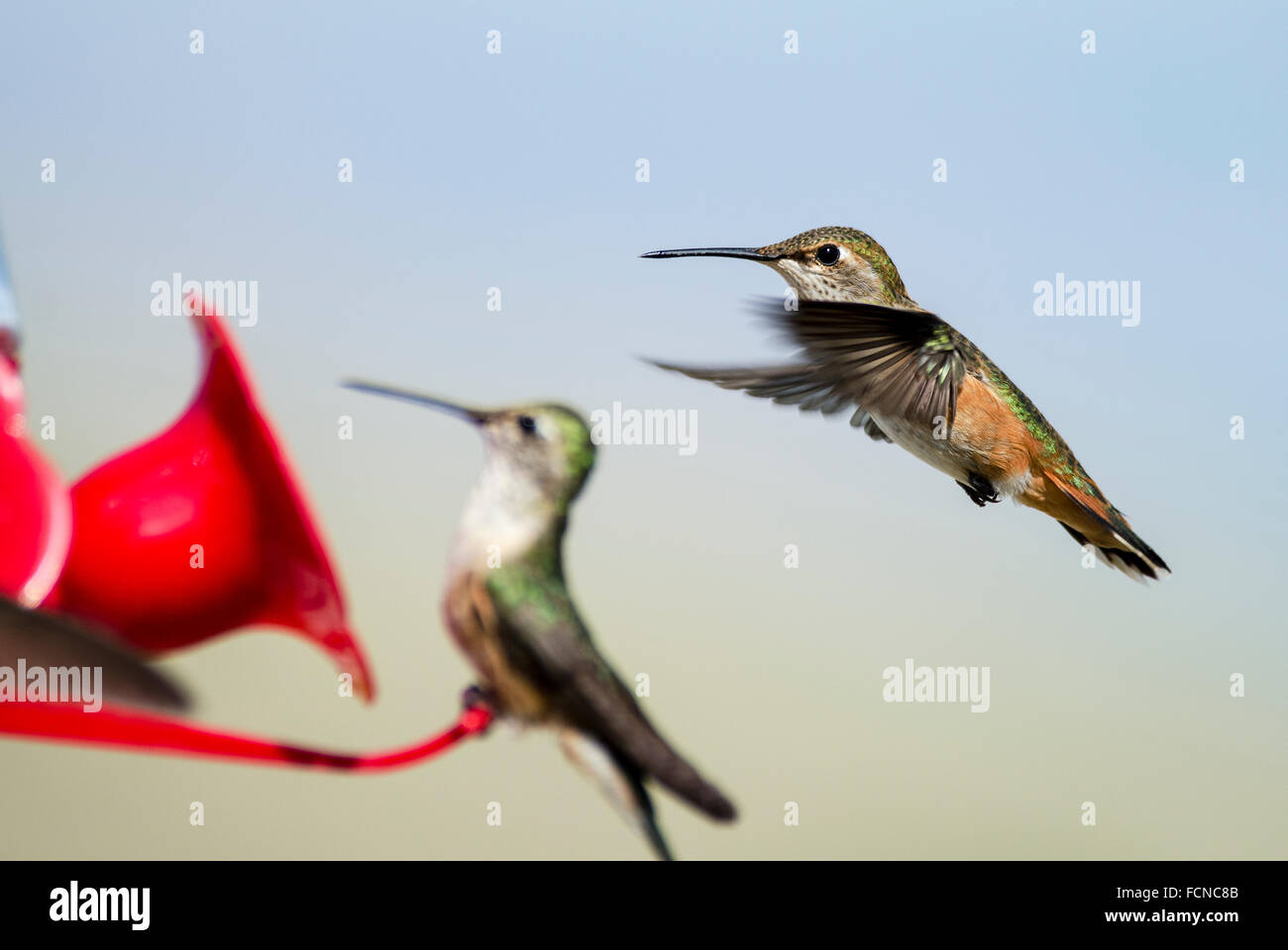 Breitschwanz Kolibri Selasphorus Platycercus Rich County Utah USA Stockfoto