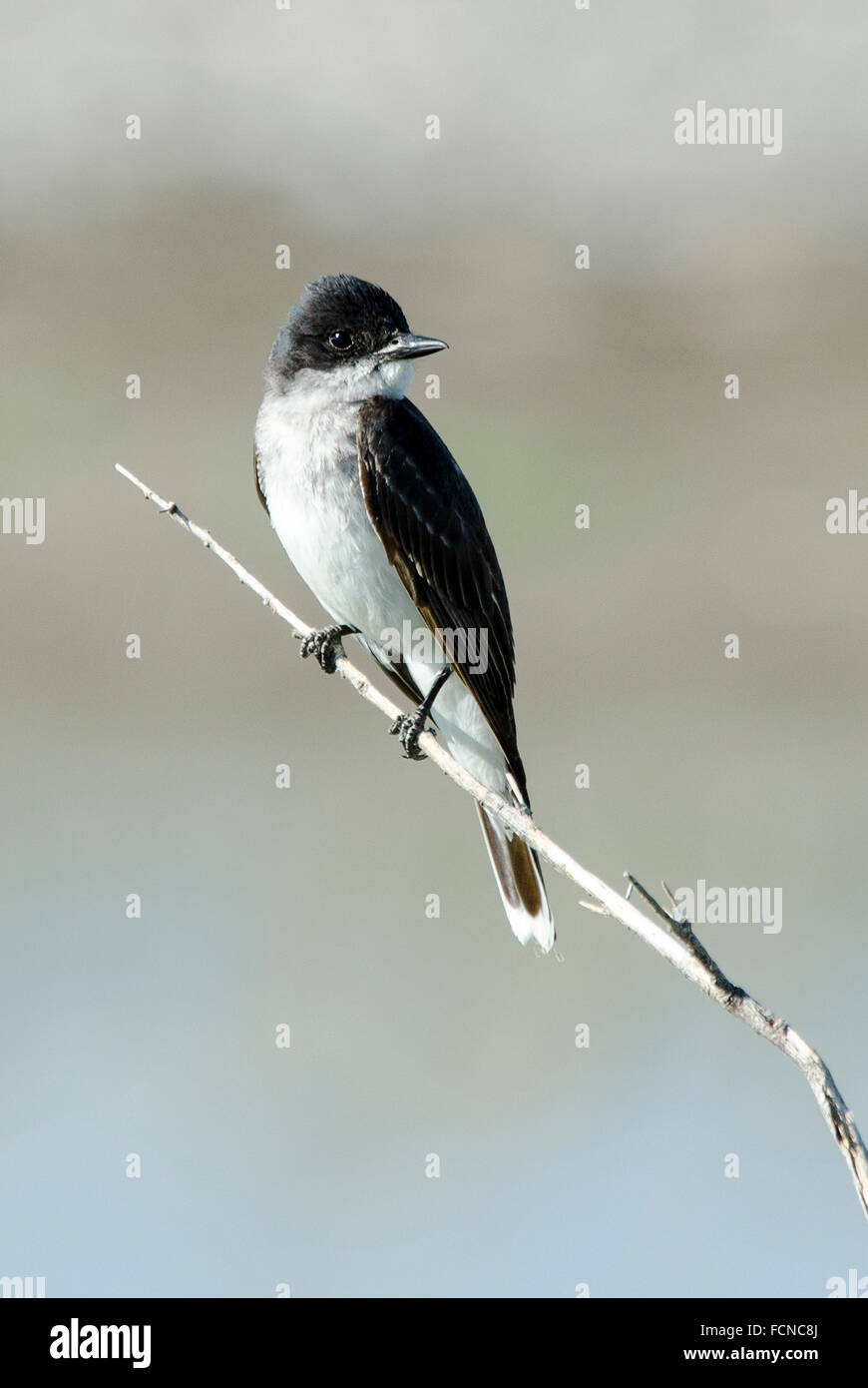 Östlichen Kingbird Tyrannus Tyrannus Bear River Migratory Bird Zuflucht Utah USA Stockfoto