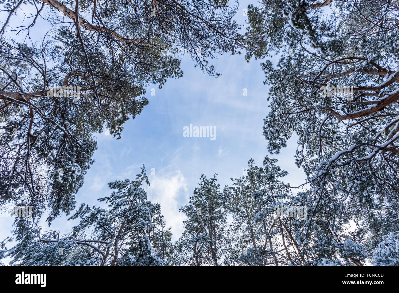 Unter den Pinien Oberteilen im Winterwald Stockfoto