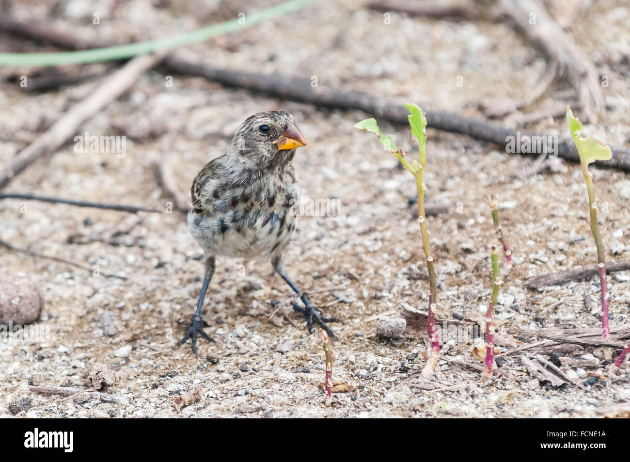 Weibliche Medium Boden Finch, Geospiza fortis, Isla Isabela, Galapagos-Inseln, Ecuador Stockfoto