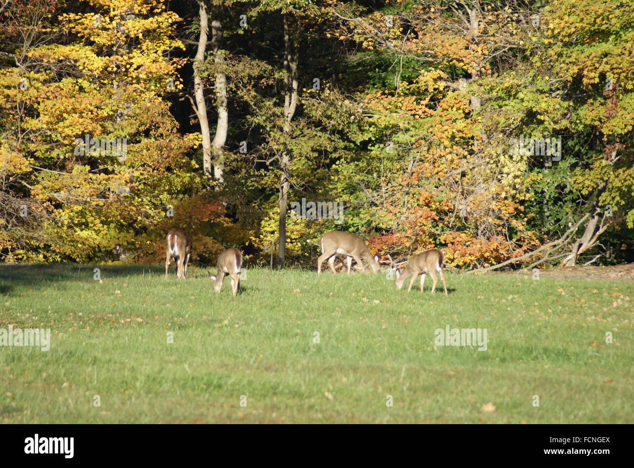 Eine kleine Herde von weißen Schweif Rehe grasen friedlich. Stockfoto