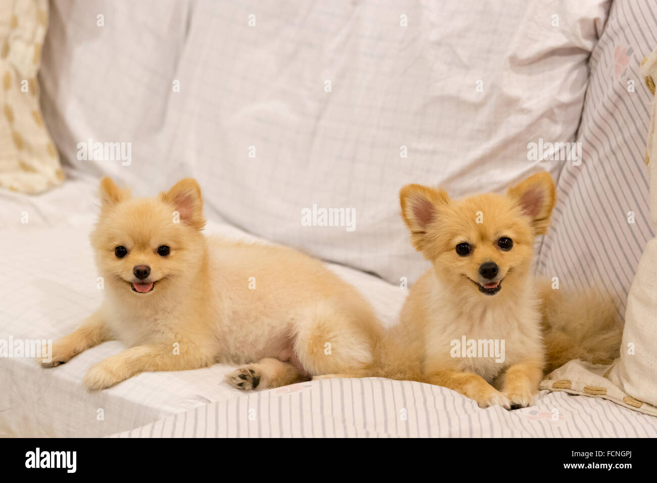Zwei Pommerschen Hunde lächelnd auf dem sofa Stockfoto