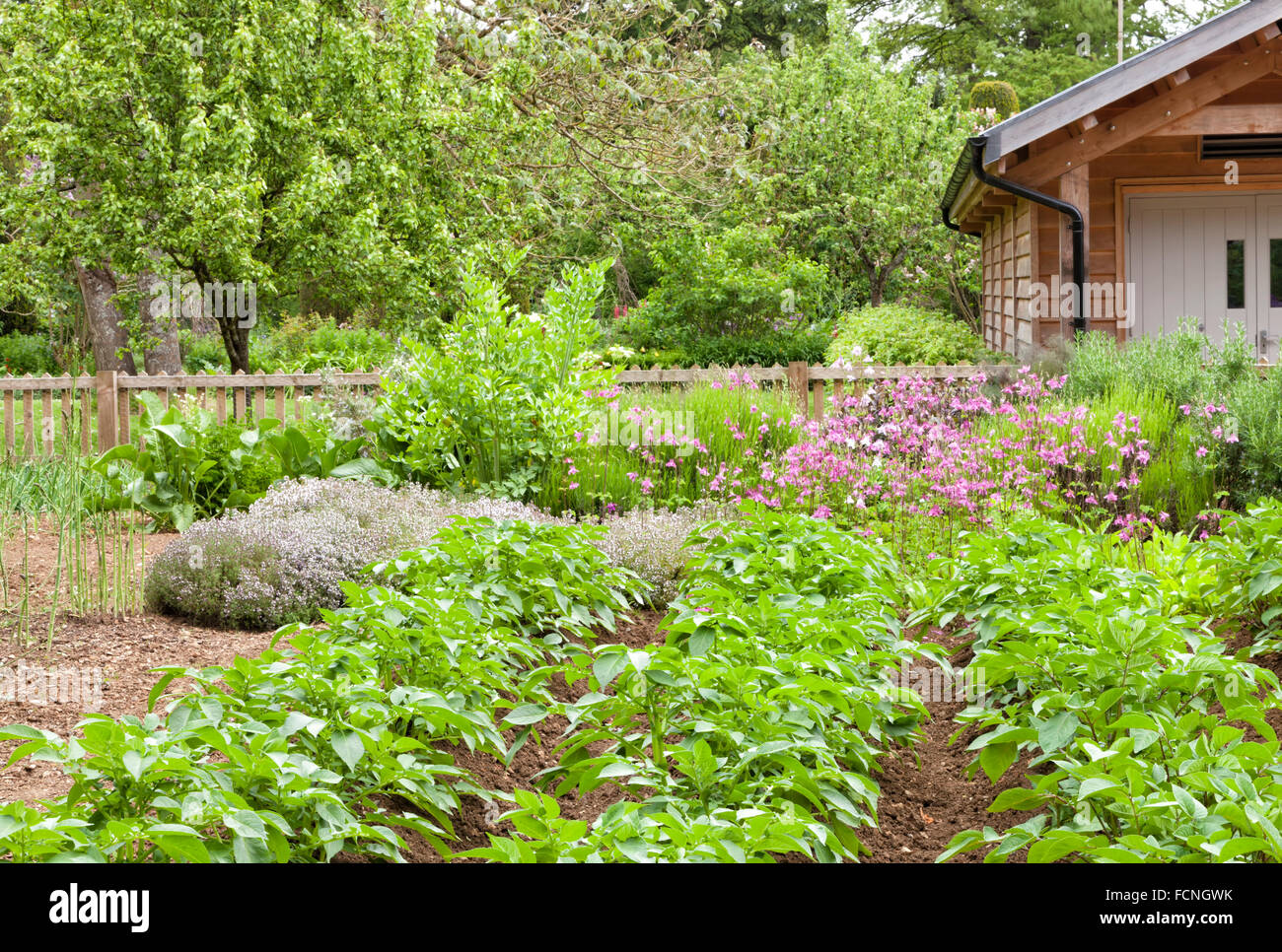 Bio Sommergemüse Garten mit Kartoffel, Rosmarin, Lavendel, rosa Blüten und hölzernen Schuppen, Reife Obstgarten im Hintergrund Stockfoto