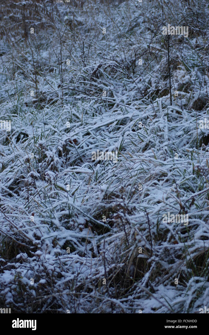 Eis und Schnee auf die Pflanzen macht eine winterliche Kreativszene Stockfoto