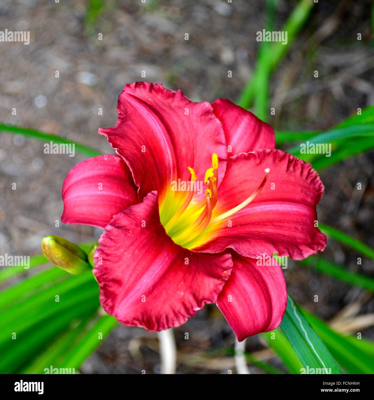 Lilie in rosa. Lebendige rosa Lilie Angeberei seine sechs aufgebogen Blütenhüllblätter in schönen trichterförmig. Aromatisch und elegant. Stockfoto