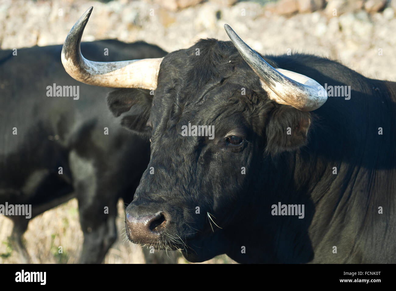 Exemplar der spanischen Freilandhaltung fighting Bull Rasse auf ausgedehnten Ländereien. Kampfstiere werden für eine bestimmte Kombination o ausgewählt. Stockfoto