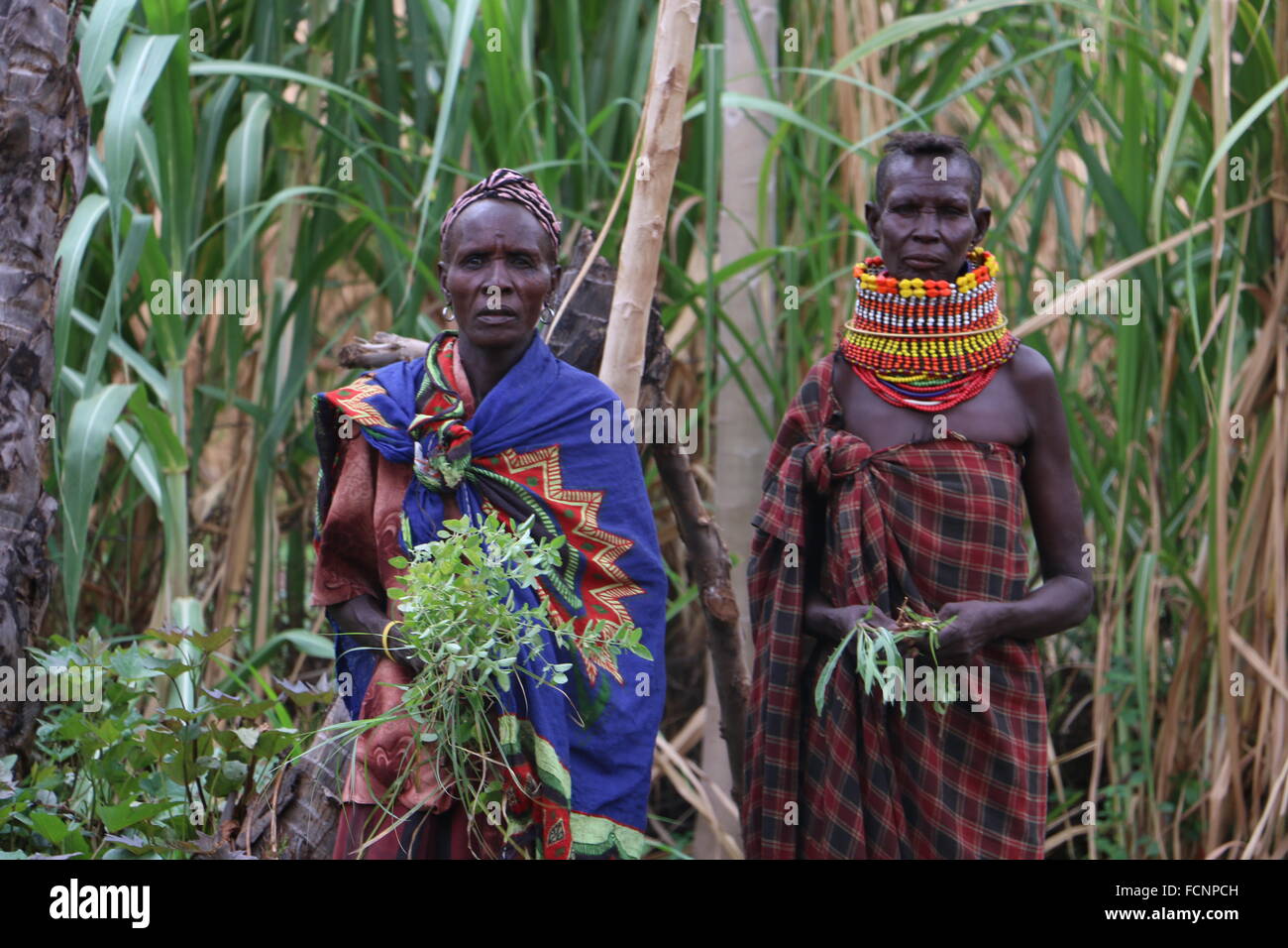 Kenianische Masai Bäuerinnen auf der Lokalale Bewässerung Farm in Kenia Turkana County. Stockfoto