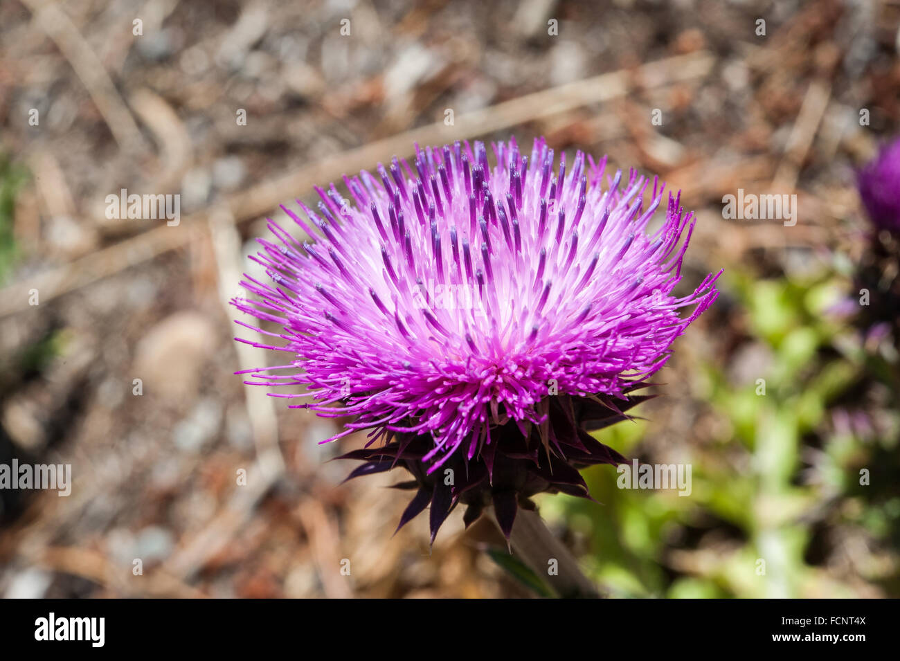 Distel Blume Stockfoto