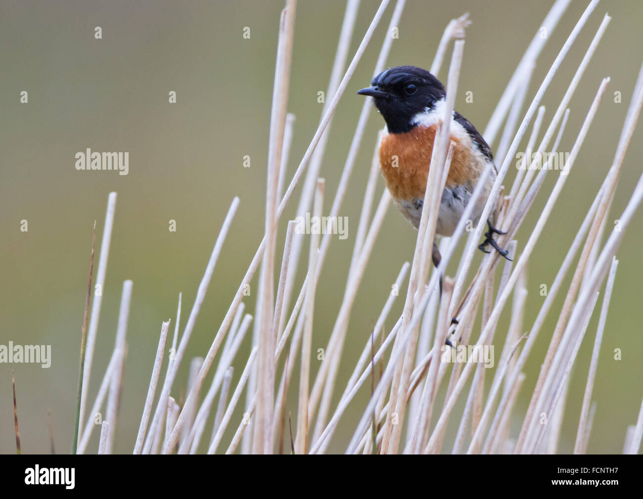 Männliche Schwarzkehlchen am Schilf Stockfoto