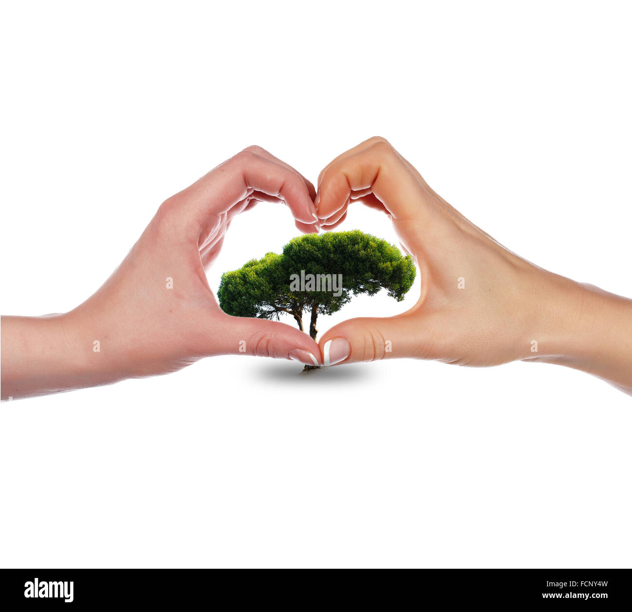 Die Palmen und die Baum - ein Symbol des Umweltschutzes Stockfoto