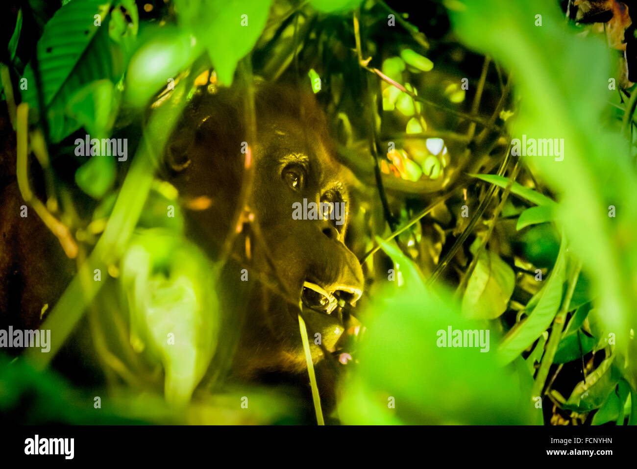 Nordöstlich Bornean Orang-Utan (Pongo pygmaeus morio). Erwachsene weibliche Einzelperson, die unter Baumkronen in Kalimantan, Indonesien isst. Stockfoto