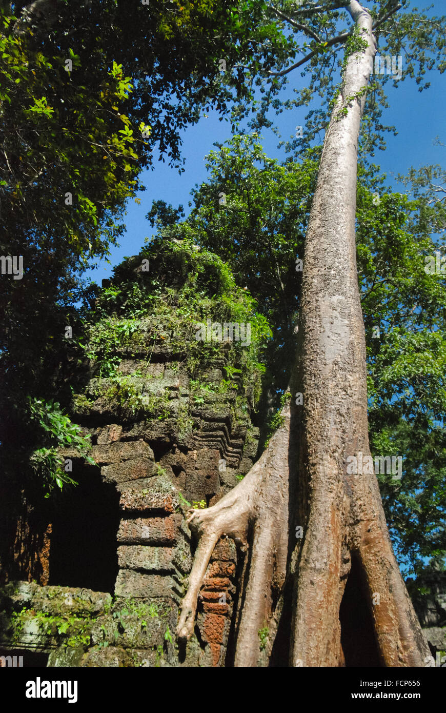 Tetrameles tetrameles nudiflora Fotos und Bildmaterial in hoher